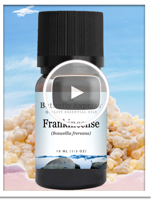 Frankincense Frereana Essential Oil Single