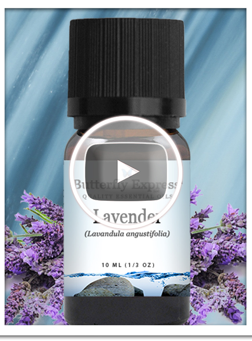 Lavender Angustifolia Essential Oil Single