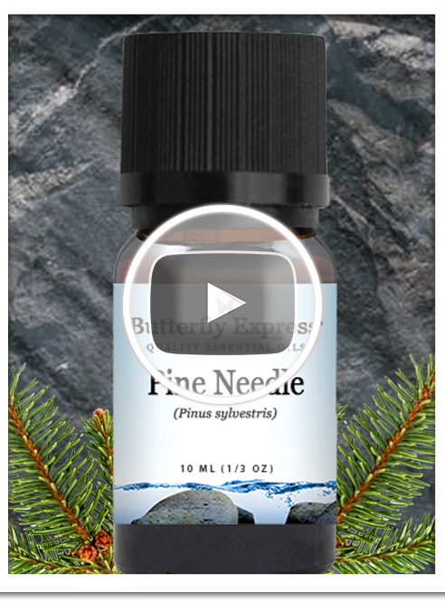 Pine Needle Essential Oil Single