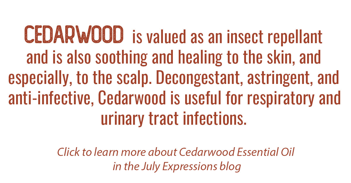 Cedarwood Essential Oil Single Info