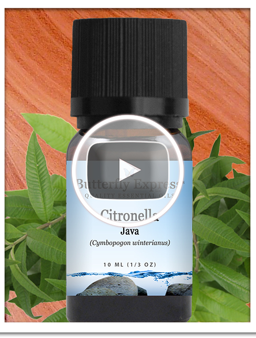 Citronella Java Essential Oil Single