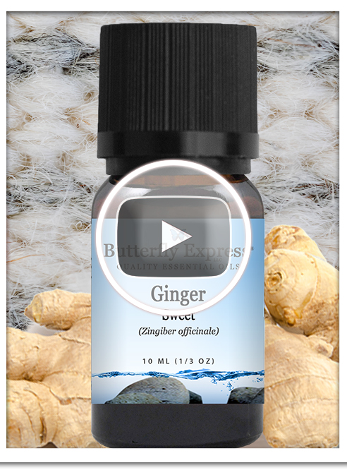 Ginger Sweet Essential Oil Single