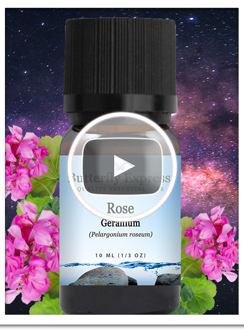 Rose Geranium Essential Oil Single