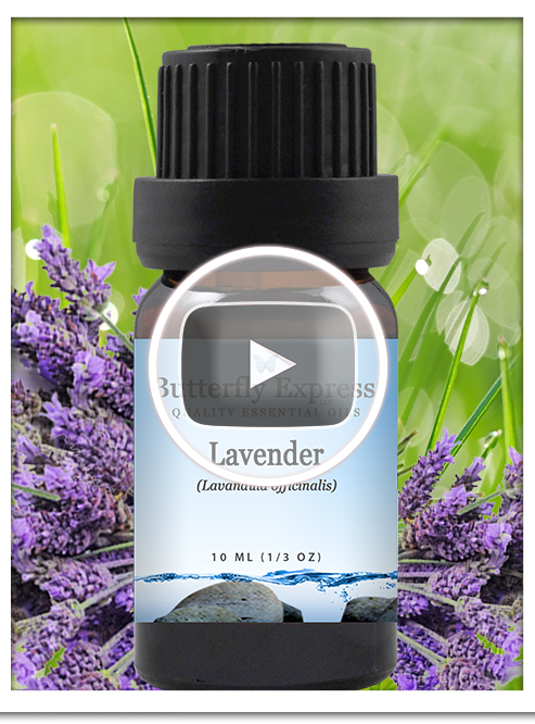 Lavender Officinalis Essential Oil Single