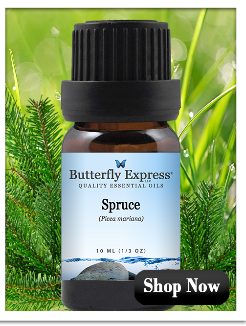 Spruce Essential Oil Single