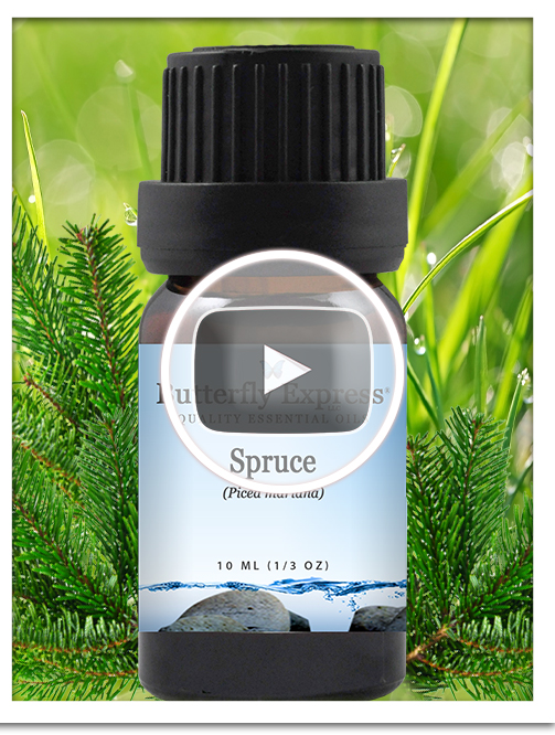 Spruce Essential Oil Single