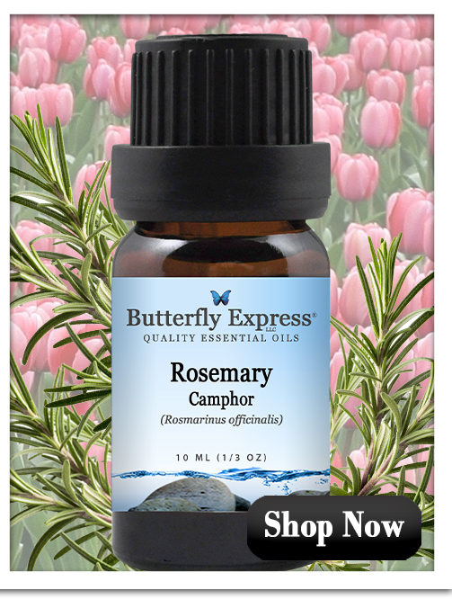RosemaryCamphor Essential Oil Single