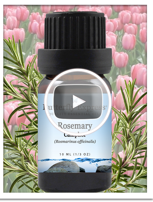 Rosemary Camphor Essential Oil Single