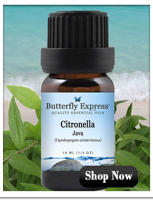 Citronella Java Essential Oil Single