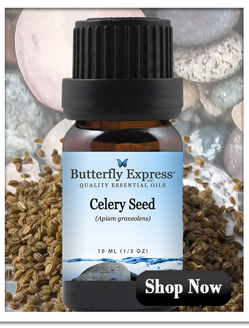 Celery Seed Essential Oil Single