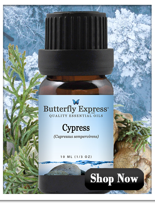 Cypress Essential Oil Single