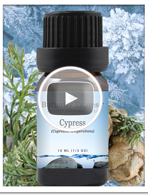 Cypress Essential Oil Single