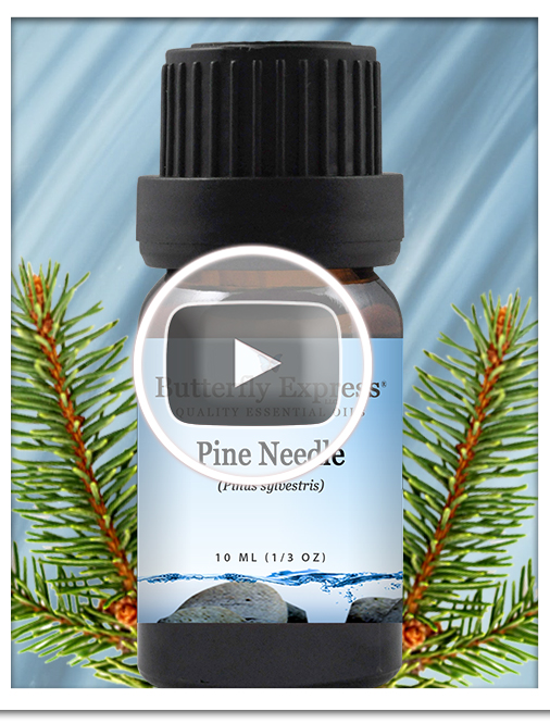 Pine Needle Essential Oil Blend