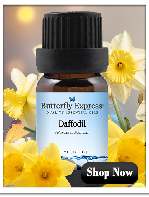 Daffodil Essential Oil Single