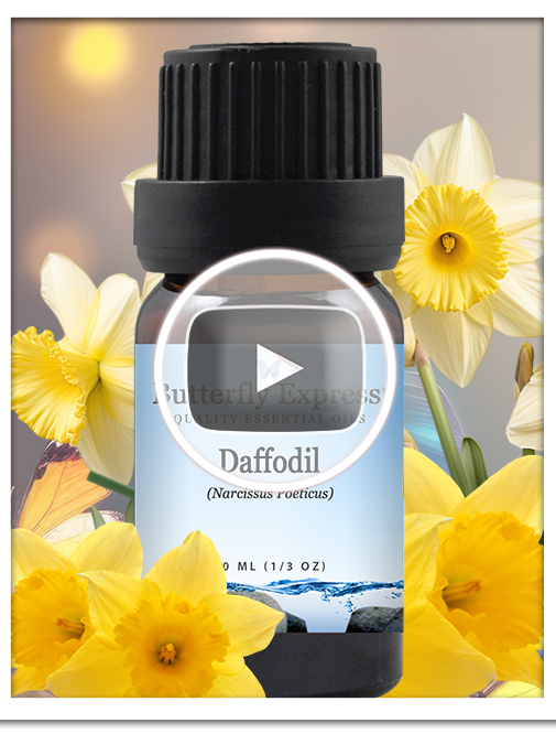 Daffodil Essential Oil Blend