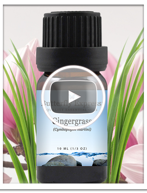 Gingergrass Essential Oil Single