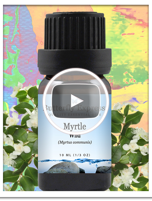 Myrtle Wild Essential Oil Single