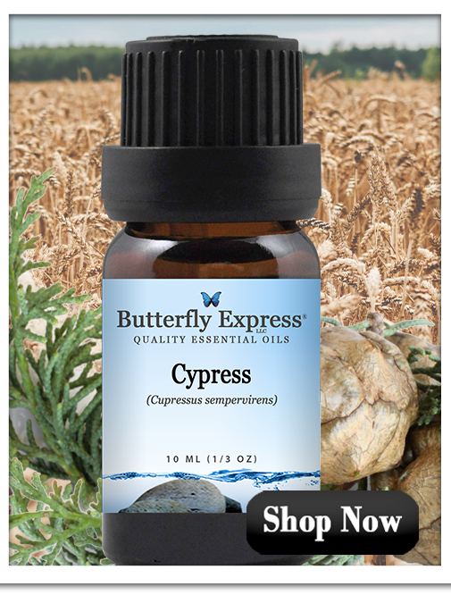 Cypress Essential Oil Single