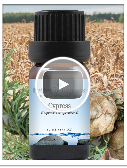 Cypress Essential Oil Single