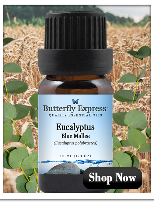 Eucalyptus Blue Mallee Essential Oil Single