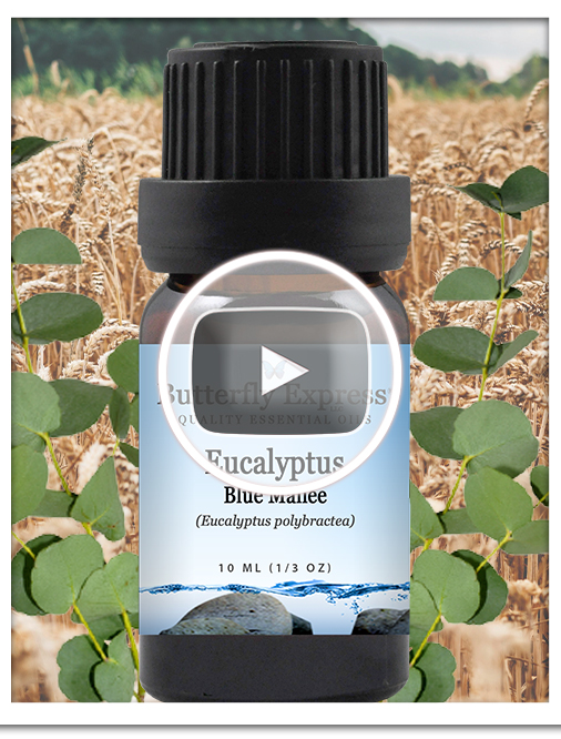 Eucalyptus Blue Mallee Essential Oil Single