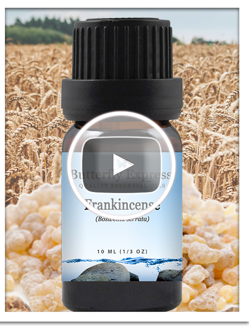 Frankincense Serrata Essential Oil Blend