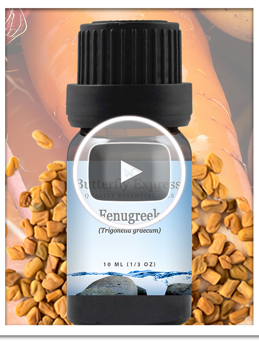 Fenugreek Essential Oil Single