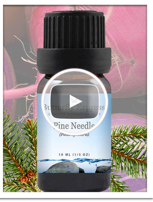 Pine Needle Essential Oil Blend