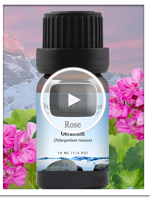 Rose Geranium Essential Oil Blend