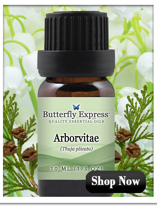 Arborvitae Essential Oil Single