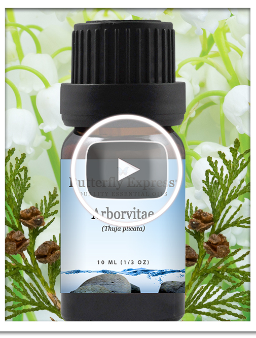 Arborvitae Essential Oil Single
