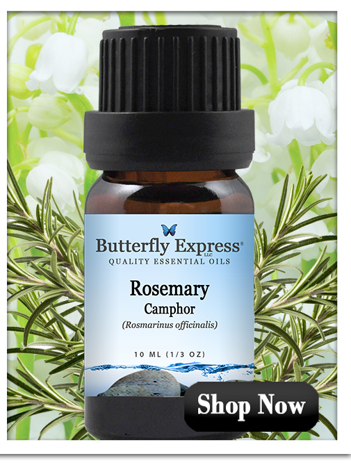Rosemary Camphor Essential Oil Single