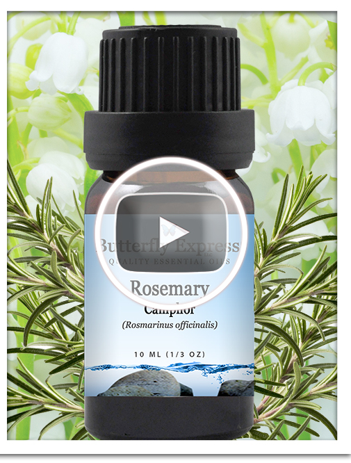 Rosemary Camphor Essential Oil Single
