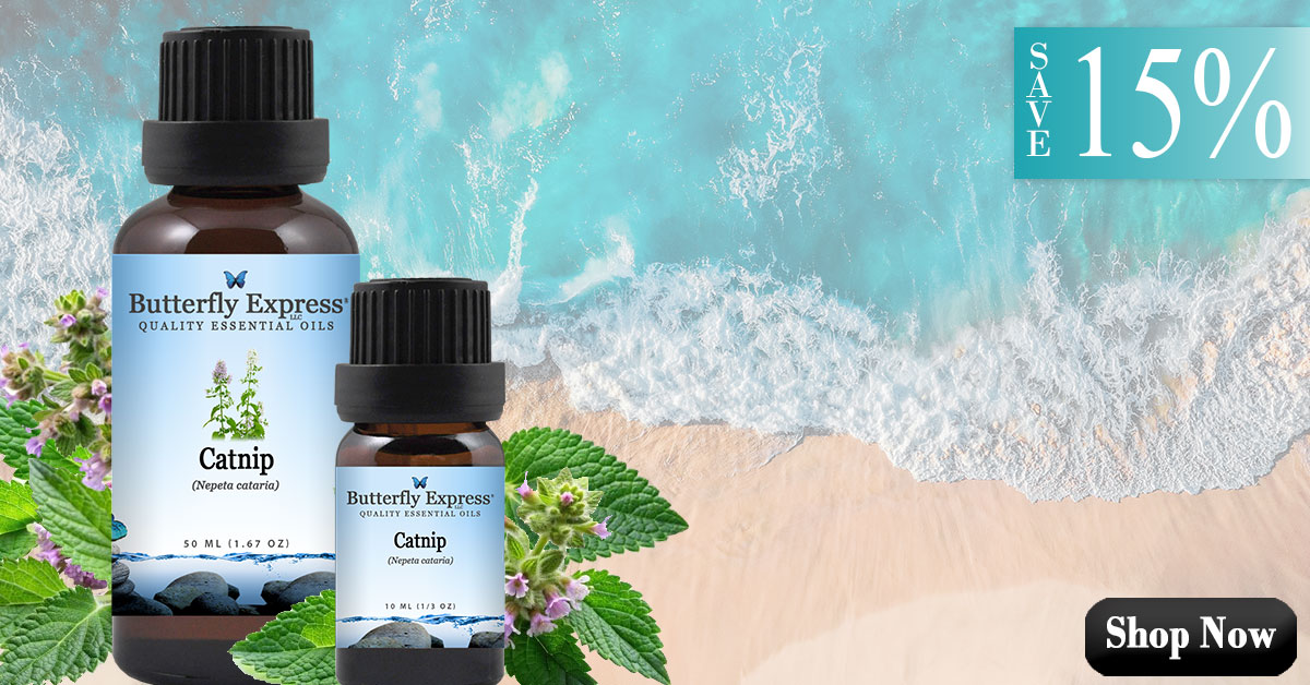 Catnip Essential Oil Single