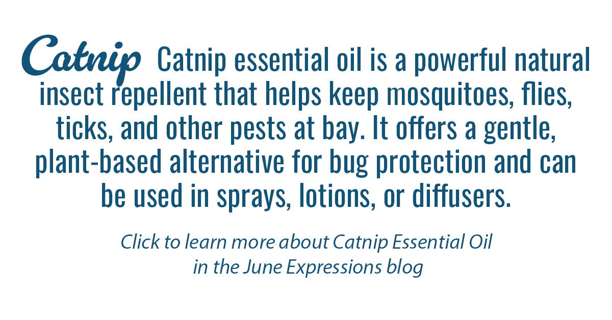 Catnip Essential Oil Single Info