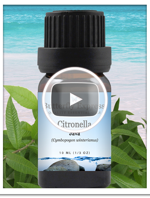 Citronella Essential Oil Single