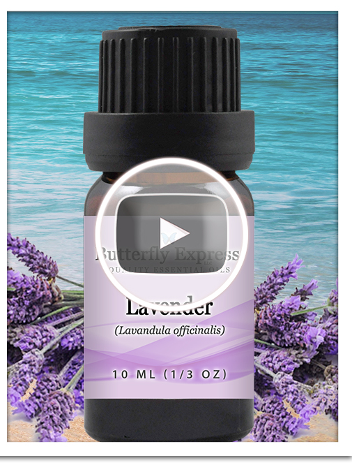 Lavender Officinalis Essential Oil Single