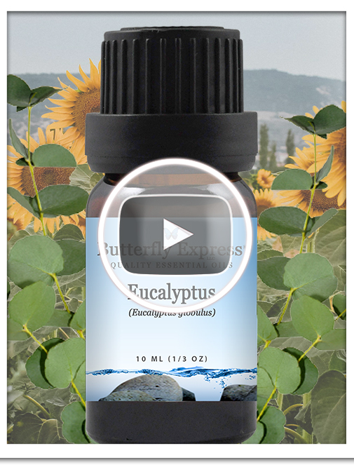 Eucalyptus Globulus Essential Oil Single
