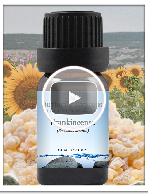 Frankincense Carterii Essential Oil Single