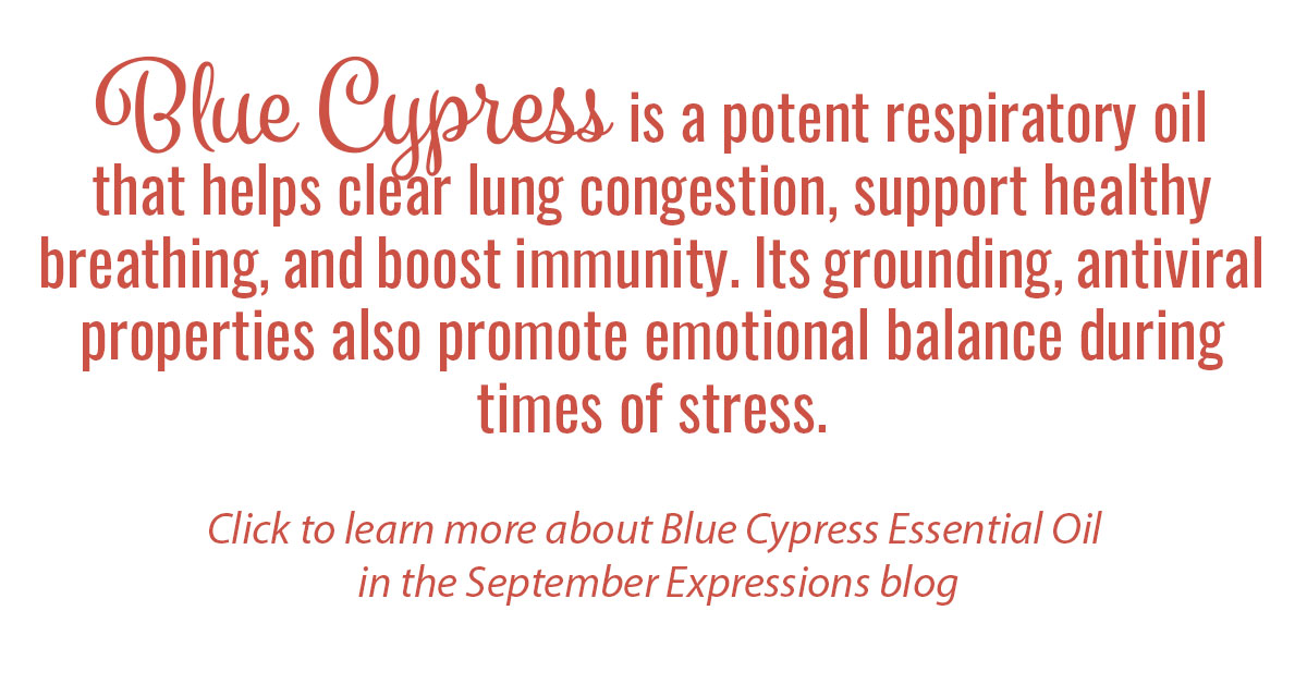 Blue Cypress Essential Oil Single Info