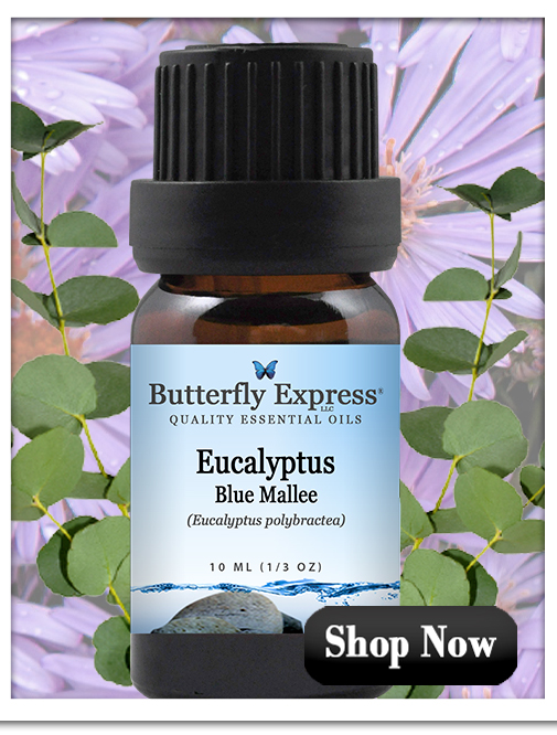 Eucalyptus Blue Mallee Essential Oil Single