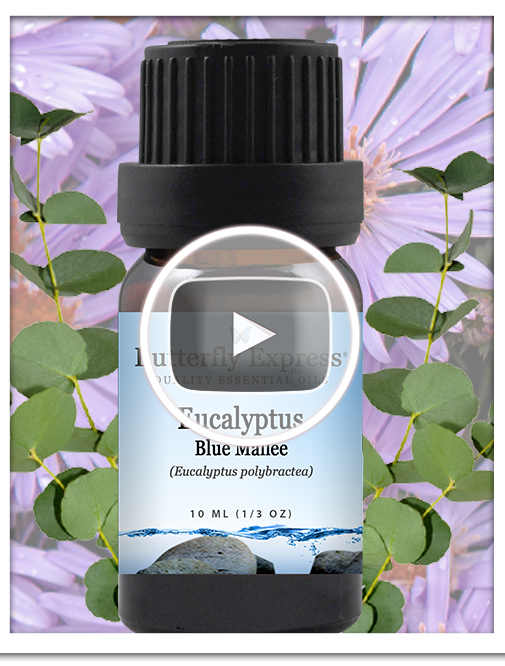 Eucalyptus Blue Mallee Essential Oil Single