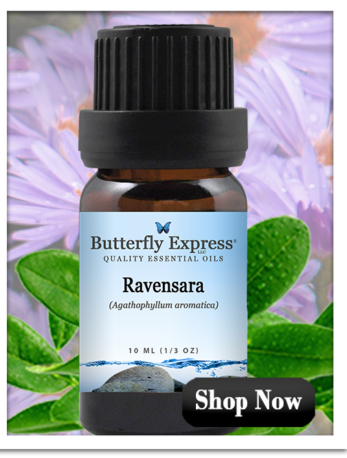 Ravensara Essential Oil Single