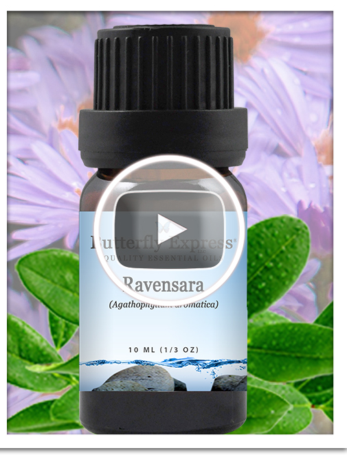 Ravensara Essential Oil Single
