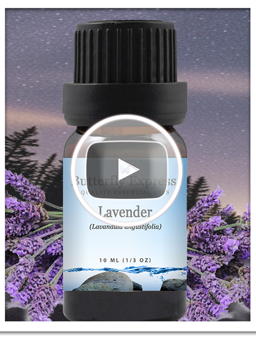 Lavender Angustifolia Essential Oil Single