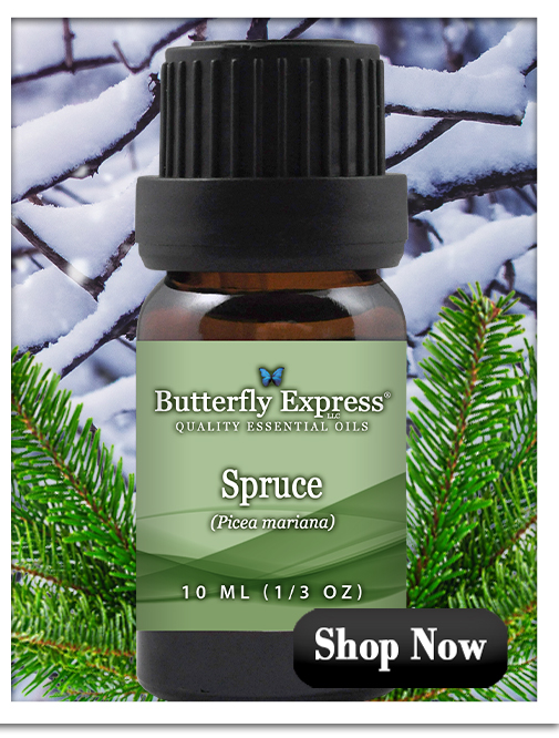 Spruce Essential Oil Single