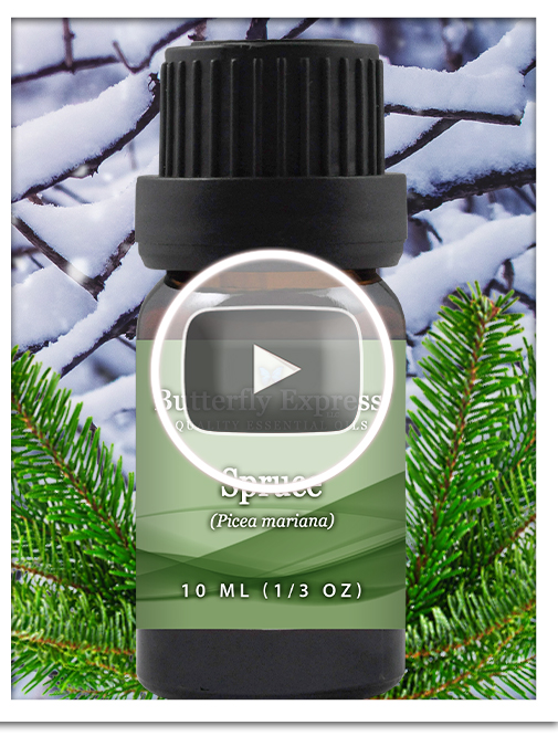 Spruce Essential Oil Single