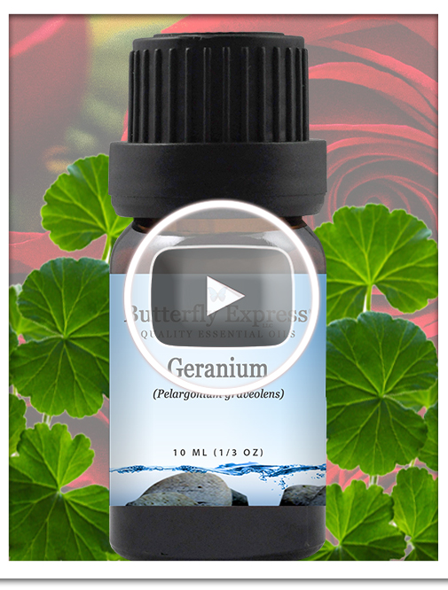 Geranium Essential Oil Single