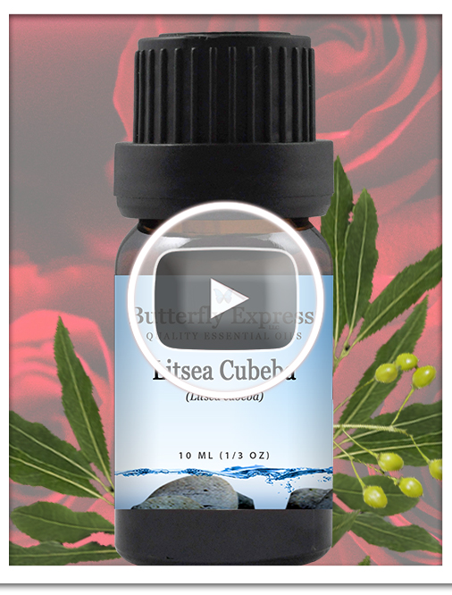 Litsea Cubeba Essential Oil Single