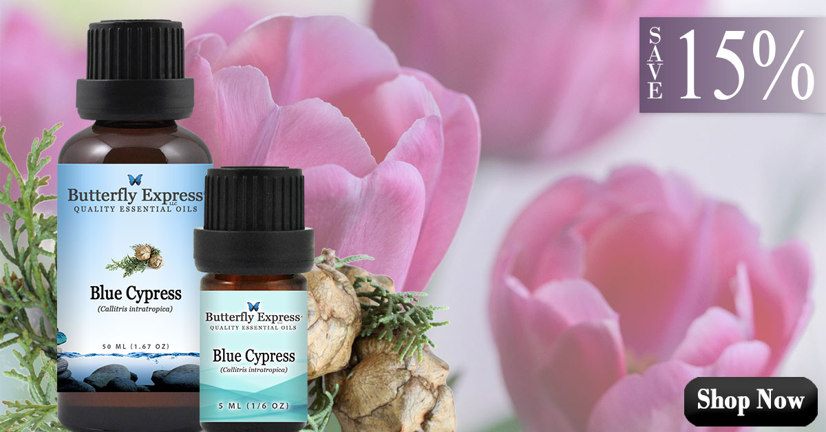 Blue Cypress Essential Oil Single